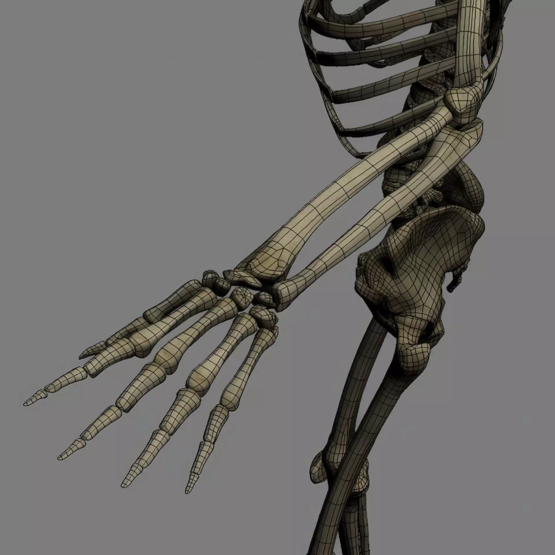 Human Skeleton 3D Model – Rigged Anatomical Asset, FBX, OBJ - View 26