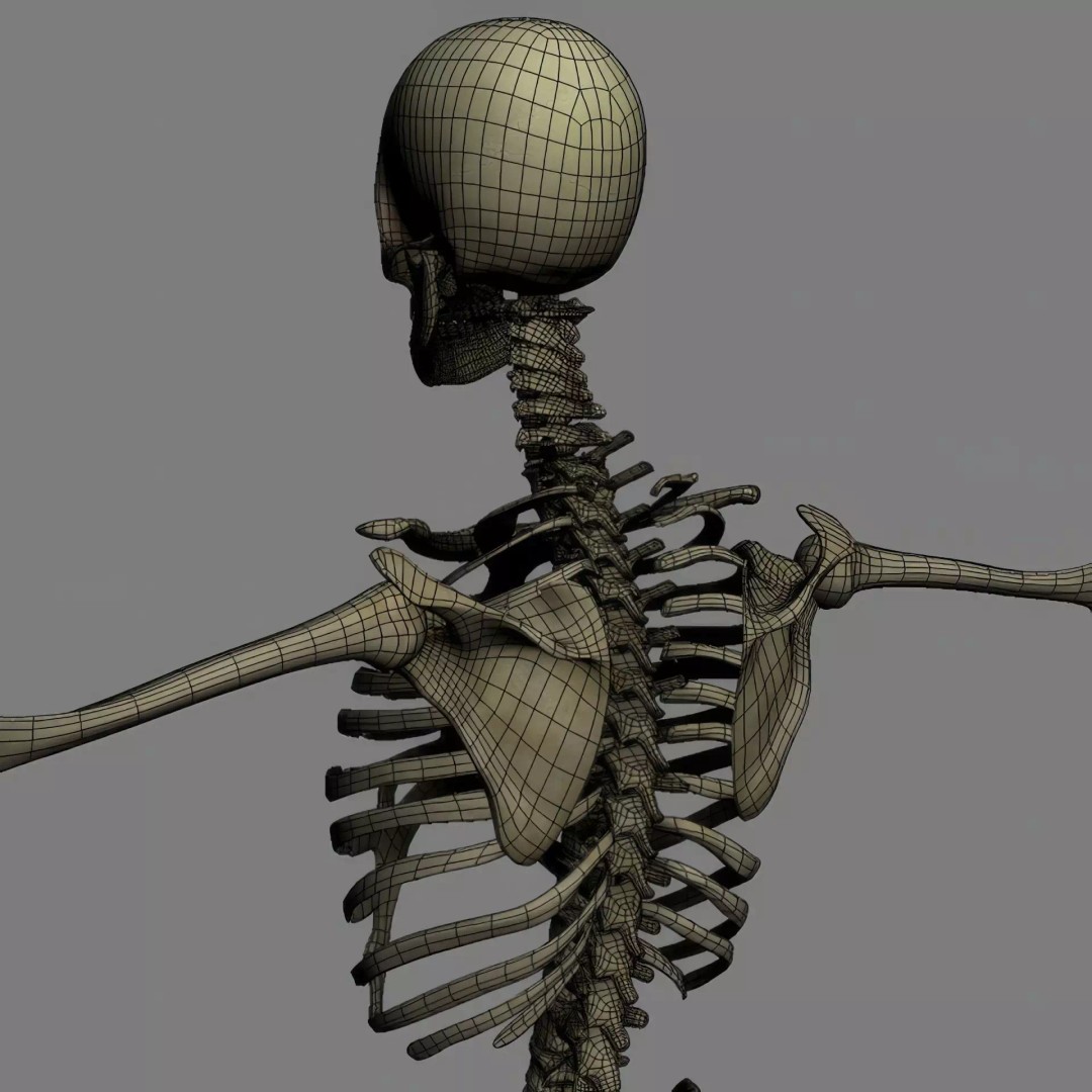 Human Skeleton 3D Model – Rigged Anatomical Asset, FBX, OBJ - View 27