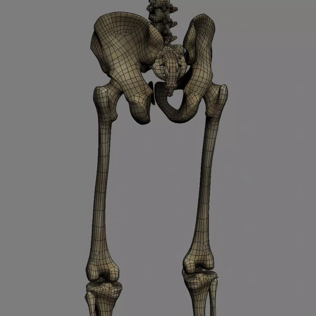 Human Skeleton 3D Model – Rigged Anatomical Asset, FBX, OBJ - View 28