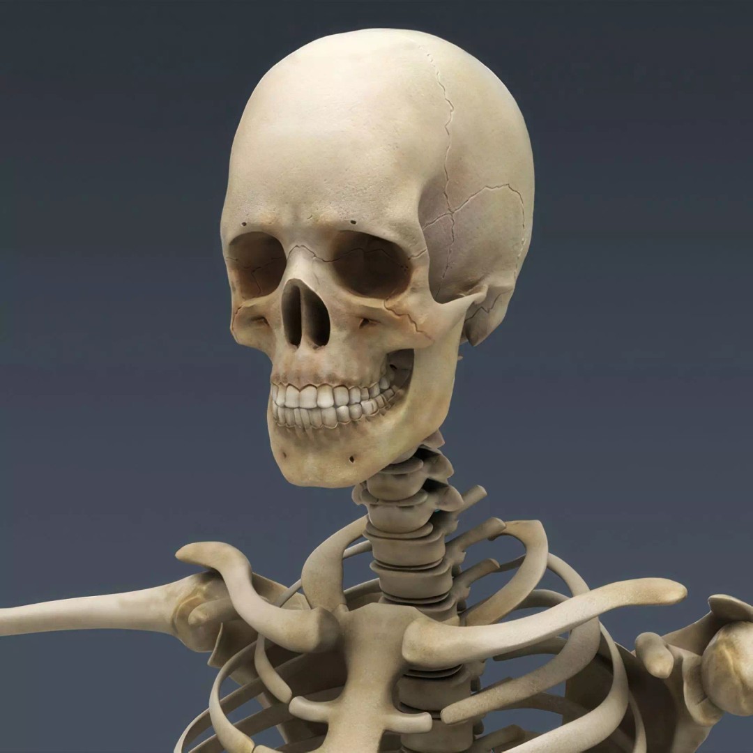 Human Skeleton 3D Model – Rigged Anatomical Asset, FBX, OBJ - View 3
