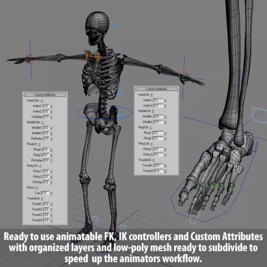 Human Skeleton 3D Model – Rigged Anatomical Asset, FBX, OBJ - View 30