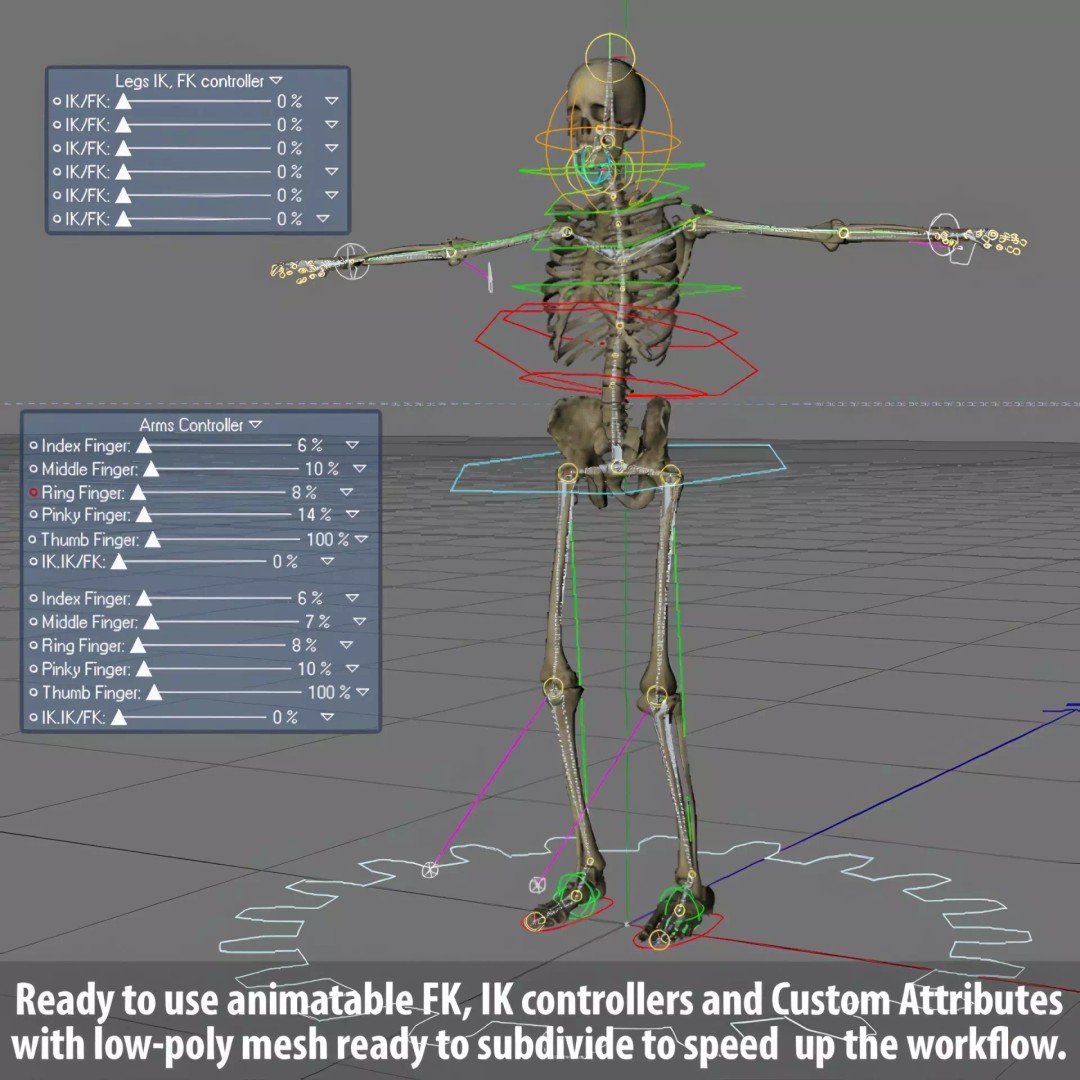 Human Skeleton 3D Model – Rigged Anatomical Asset, FBX, OBJ - View 31
