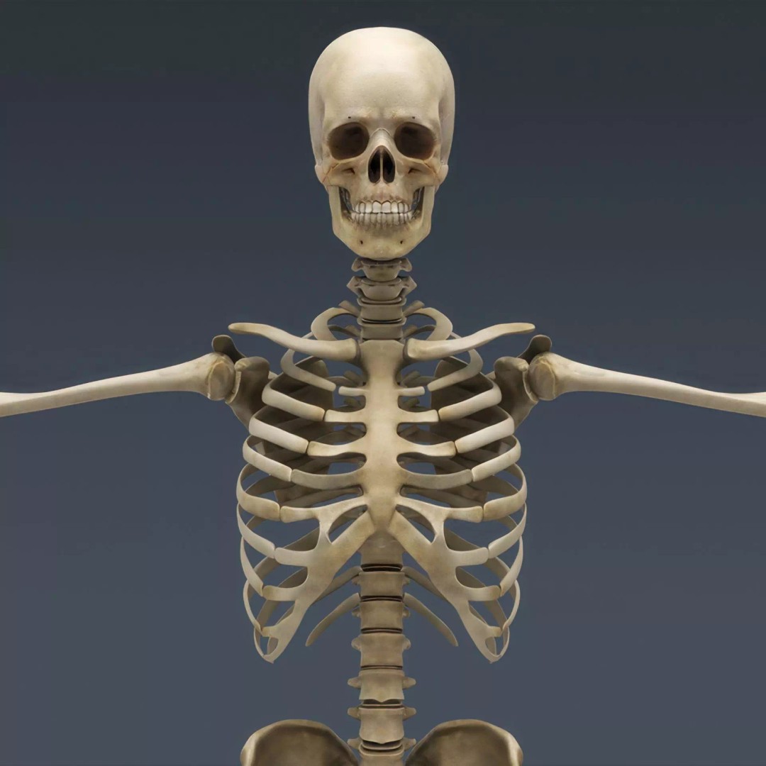 Human Skeleton 3D Model – Rigged Anatomical Asset, FBX, OBJ - View 4