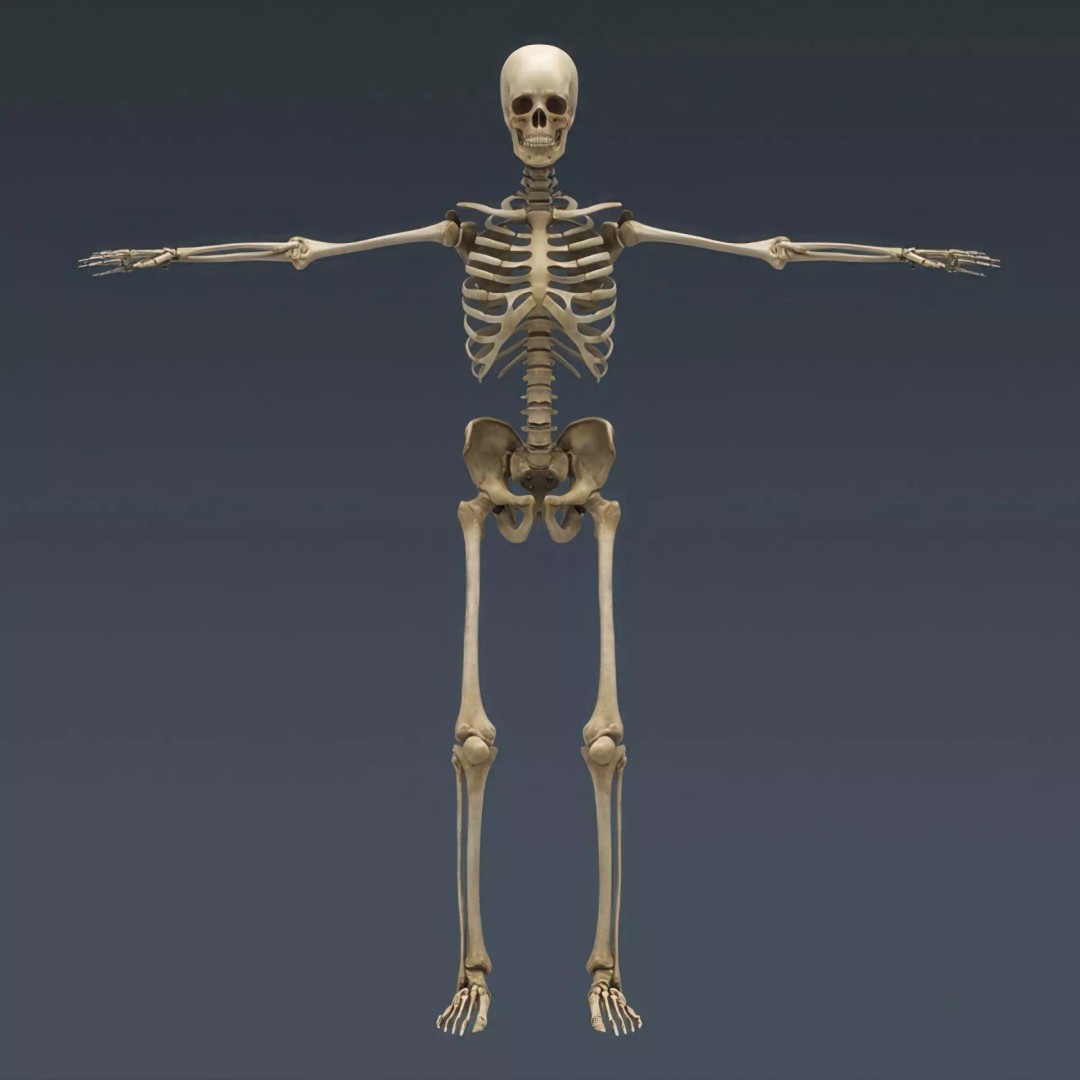 Human Skeleton 3D Model – Rigged Anatomical Asset, FBX, OBJ - View 5