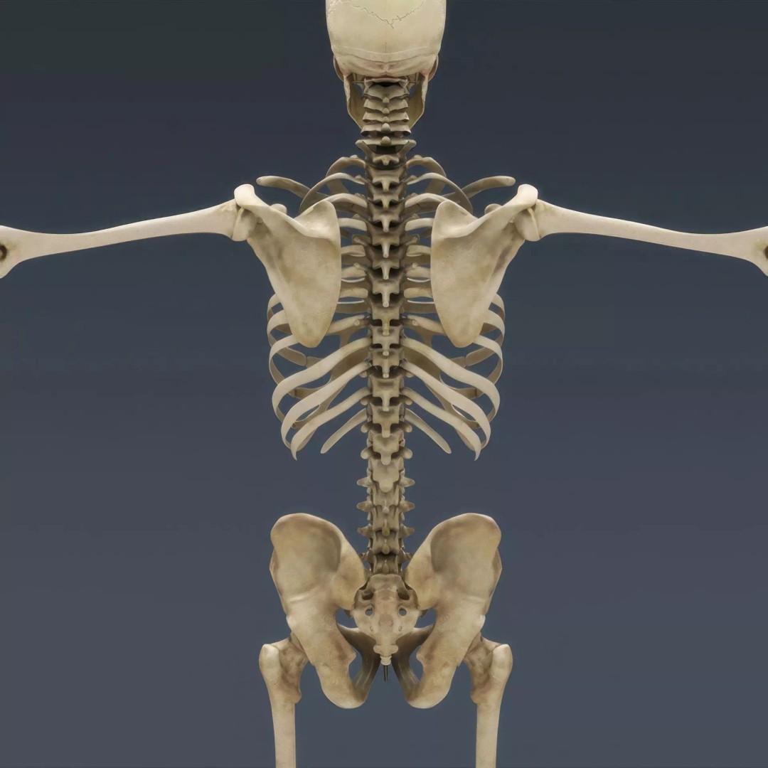 Human Skeleton 3D Model – Rigged Anatomical Asset, FBX, OBJ - View 6
