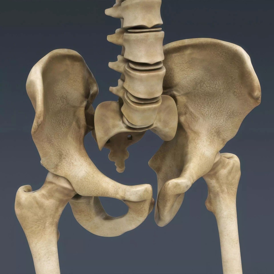 Human Skeleton 3D Model – Rigged Anatomical Asset, FBX, OBJ - View 7