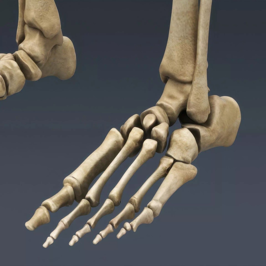 Human Skeleton 3D Model – Rigged Anatomical Asset, FBX, OBJ - View 8