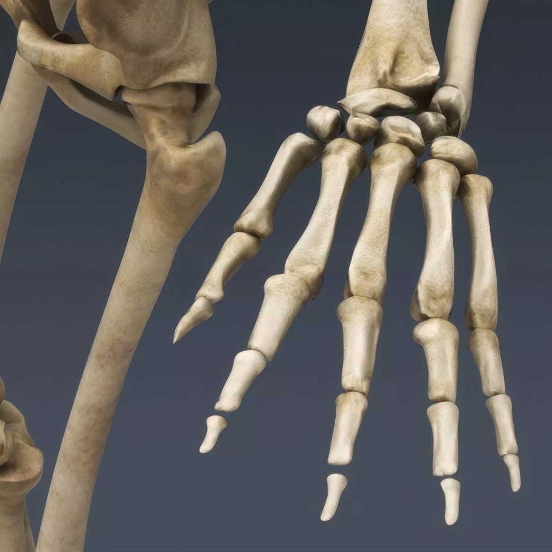 Human Skeleton 3D Model – Rigged Anatomical Asset, FBX, OBJ - View 9