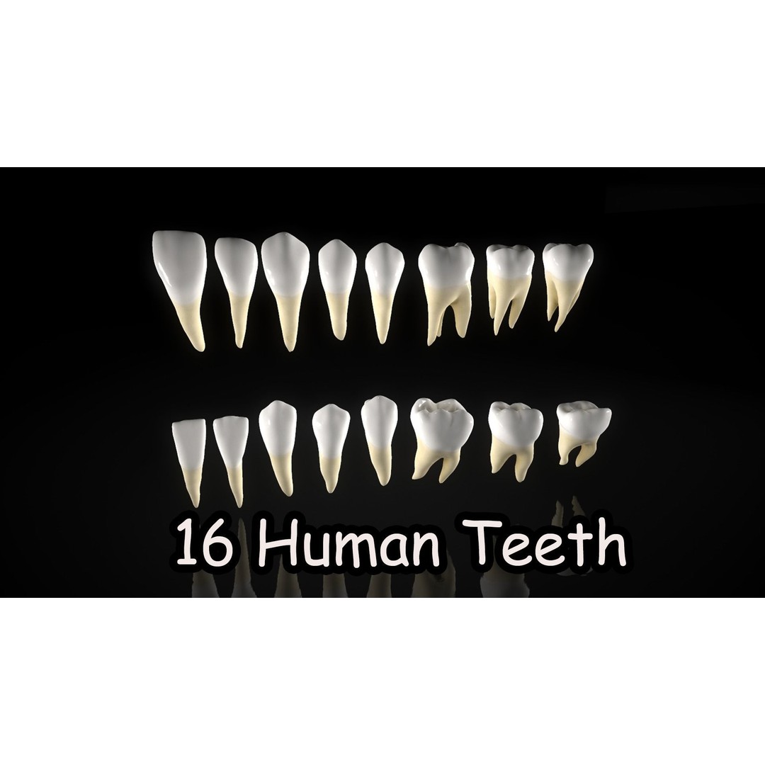 Great Teeth Pack 3D Model – Low Poly Game Asset, PBR Textures - View 12