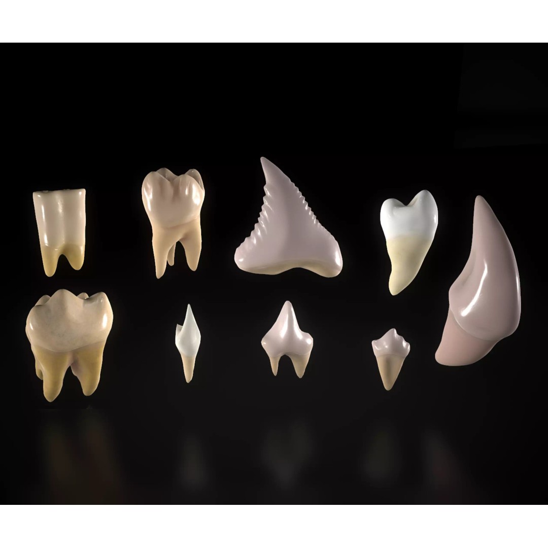 Great Teeth Pack 3D Model – Low Poly Game Asset, PBR Textures - View 2