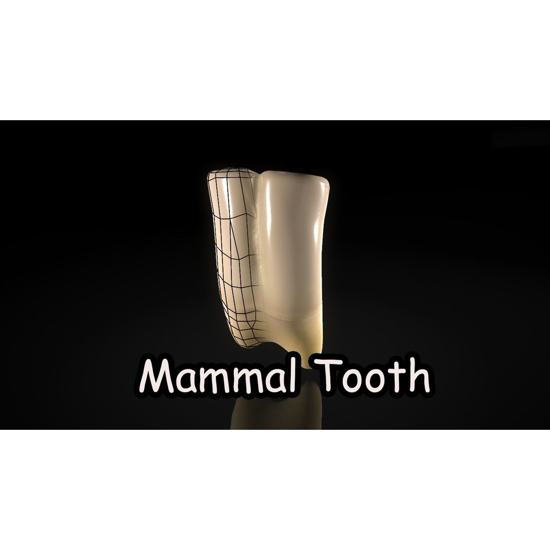 Great Teeth Pack 3D Model – Low Poly Game Asset, PBR Textures - View 23