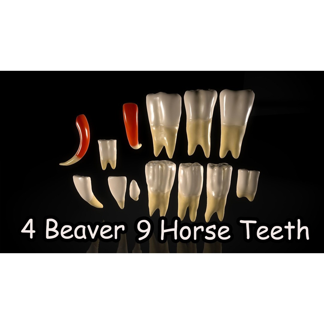 Great Teeth Pack 3D Model – Low Poly Game Asset, PBR Textures - View 24