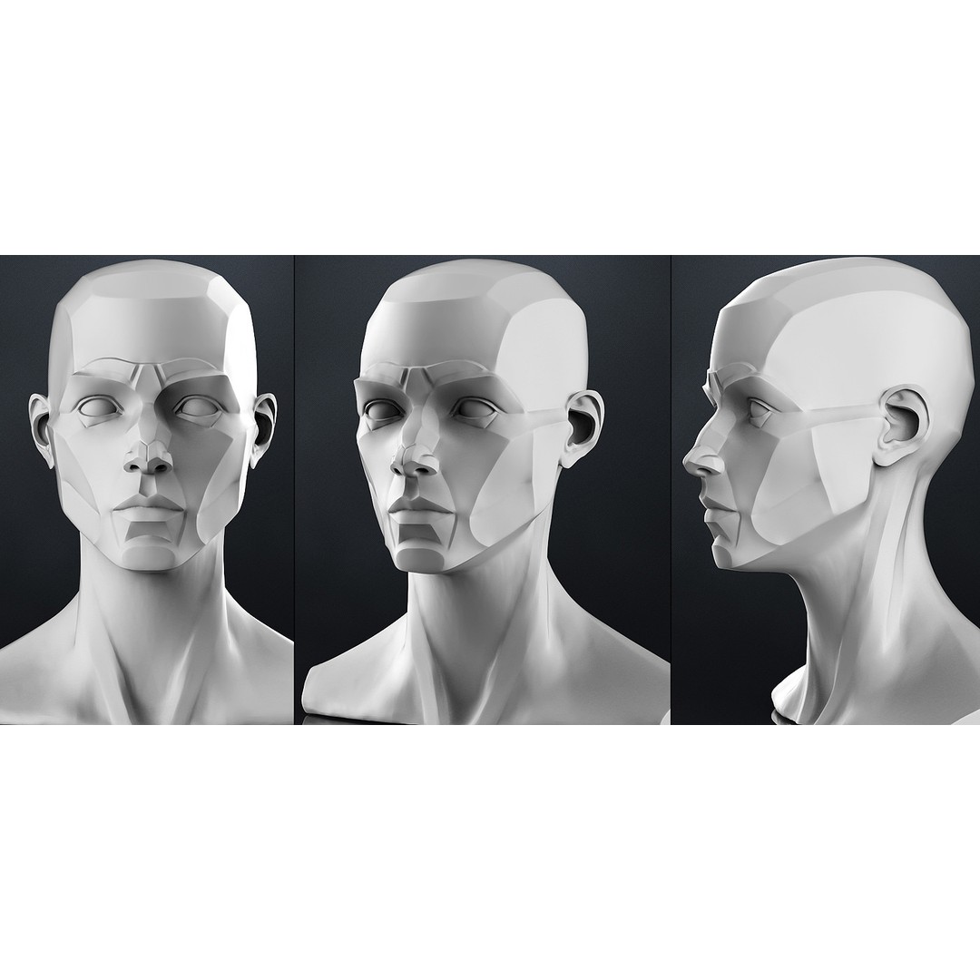 Female 3D Model – Anatomical Bust for Study, OBJ Format