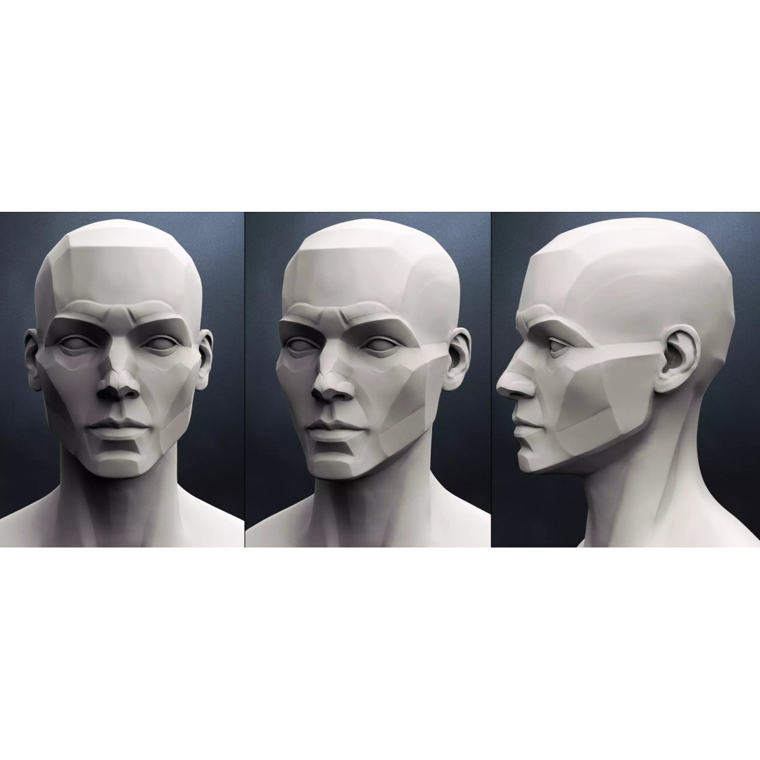 Female 3D Model – Anatomical Bust for Study, OBJ Format - View 2