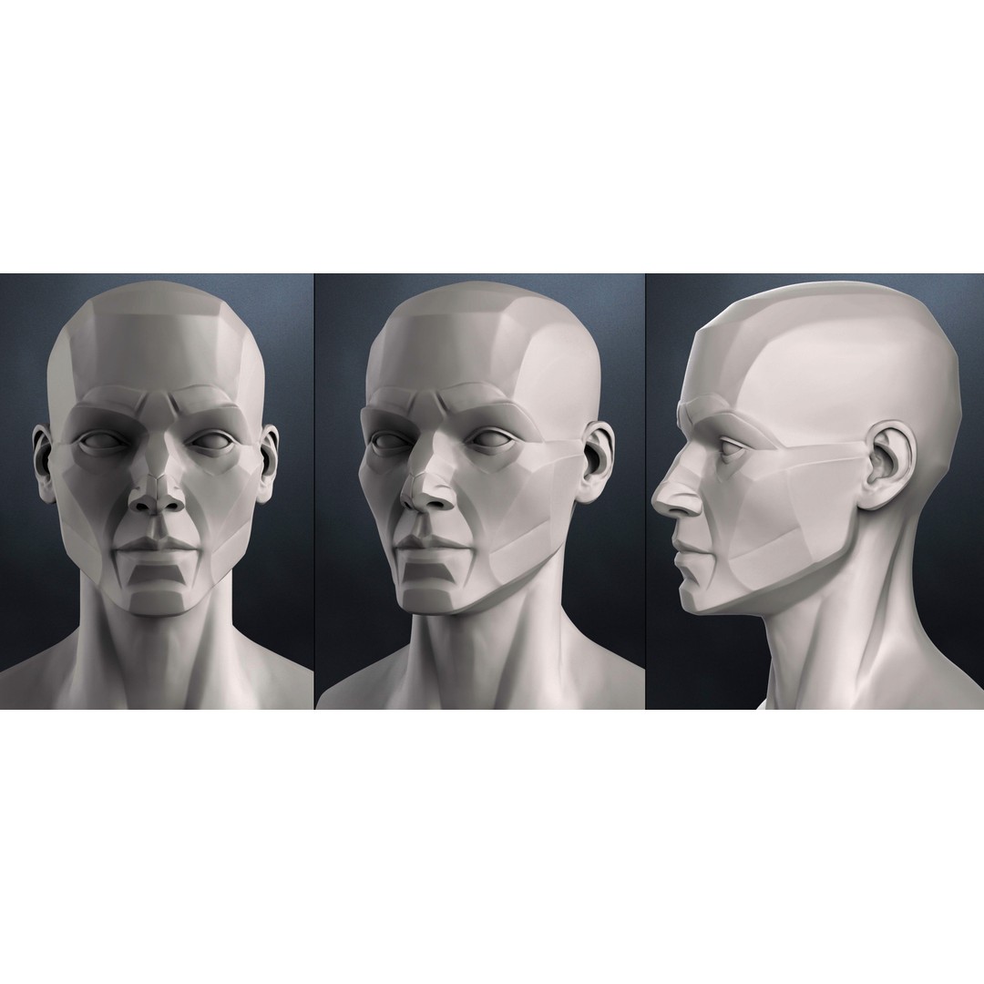 Female 3D Model – Anatomical Bust for Study, OBJ Format - View 4