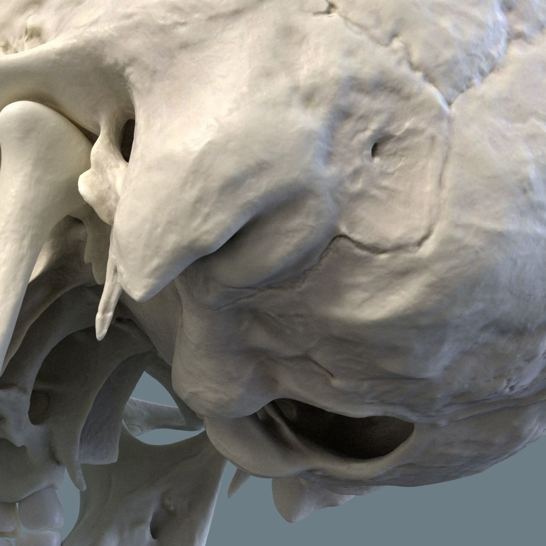 Photorealistic Human Skull 3D Model – High Poly & Medium Poly Formats for Animation - View 10
