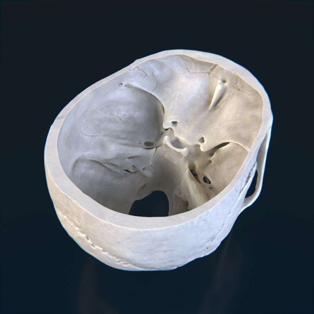 Photorealistic Human Skull 3D Model – High Poly & Medium Poly Formats for Animation - View 11