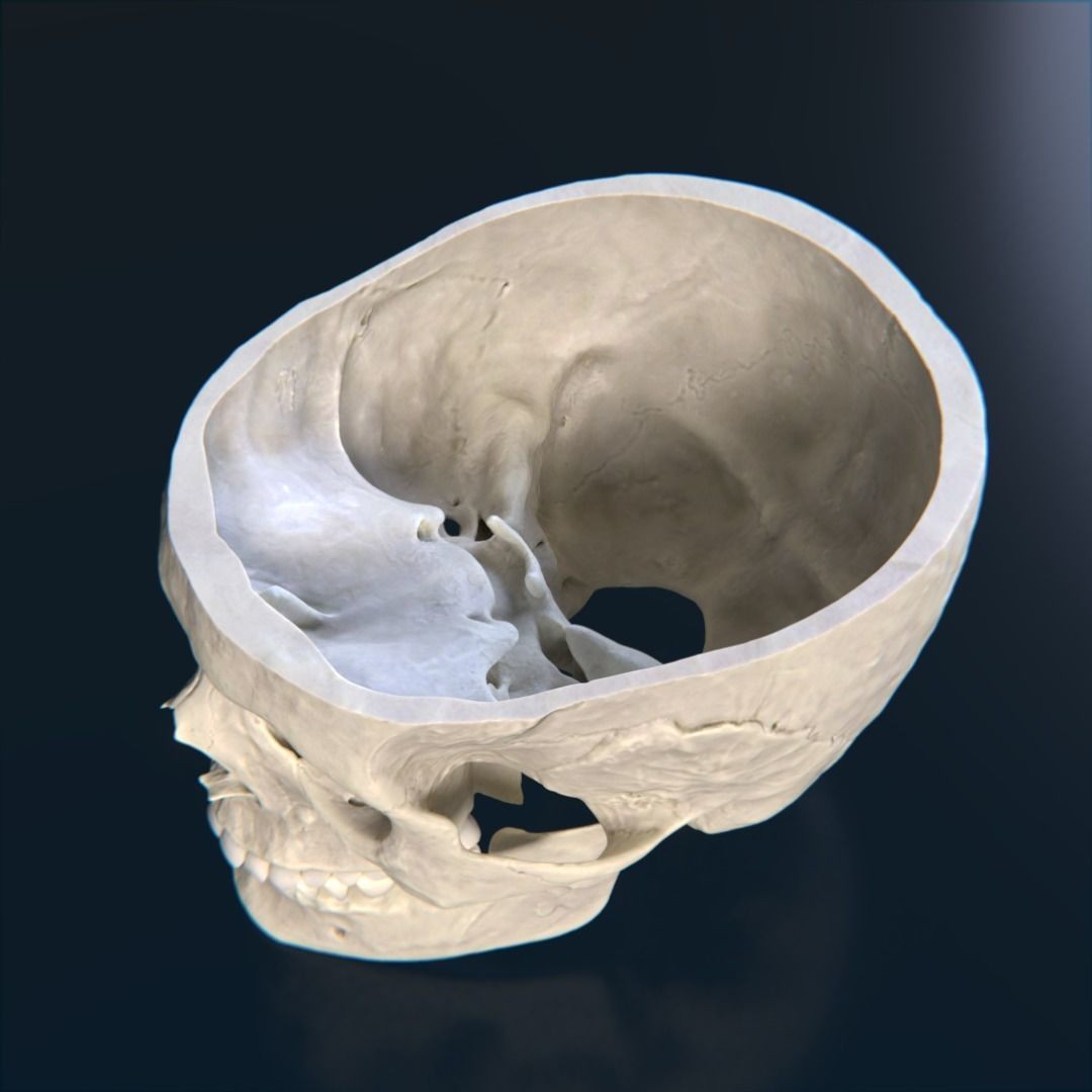 Photorealistic Human Skull 3D Model – High Poly & Medium Poly Formats for Animation - View 12