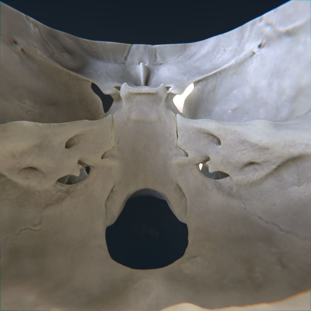 Photorealistic Human Skull 3D Model – High Poly & Medium Poly Formats for Animation - View 13