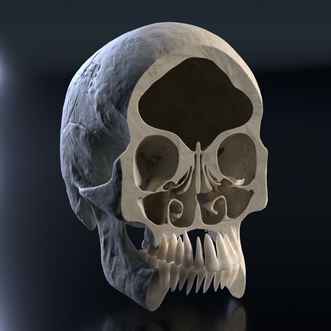 Photorealistic Human Skull 3D Model – High Poly & Medium Poly Formats for Animation - View 14