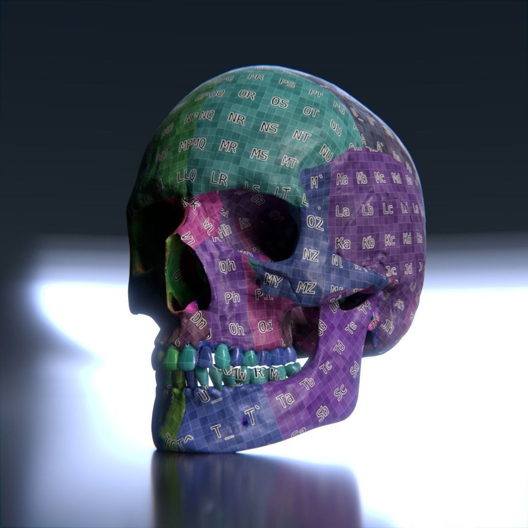 Photorealistic Human Skull 3D Model – High Poly & Medium Poly Formats for Animation - View 15