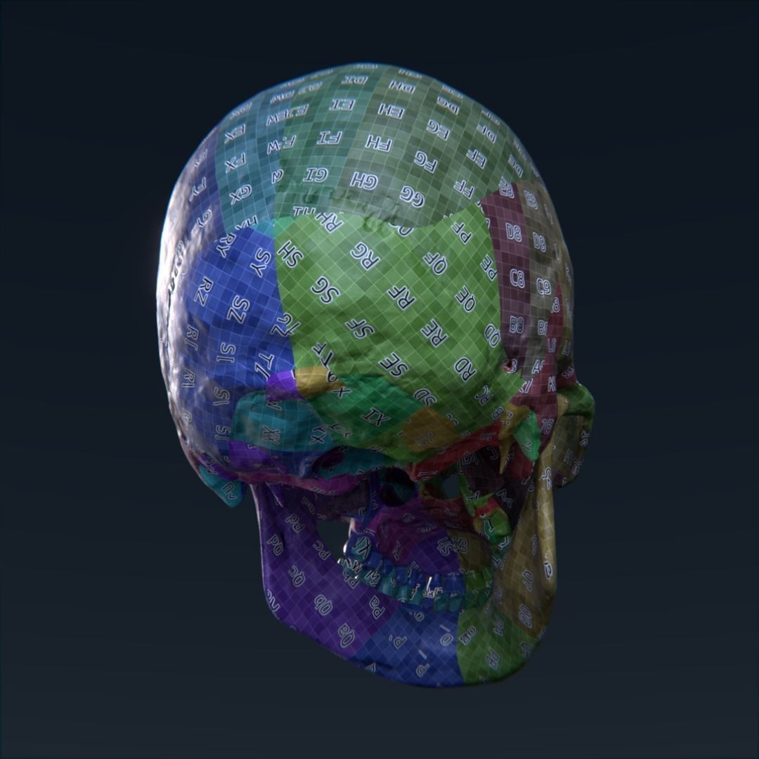 Photorealistic Human Skull 3D Model – High Poly & Medium Poly Formats for Animation - View 16