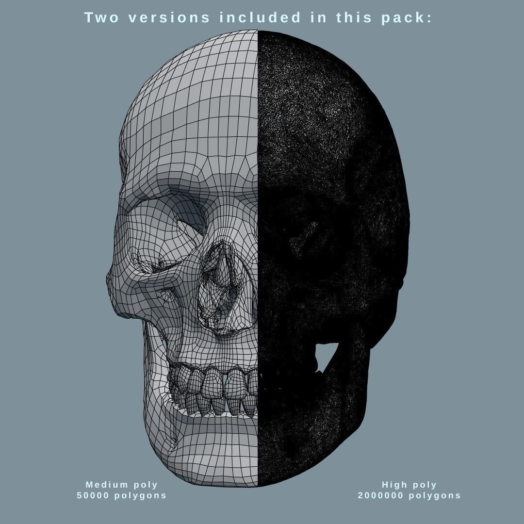 Photorealistic Human Skull 3D Model – High Poly & Medium Poly Formats for Animation - View 17
