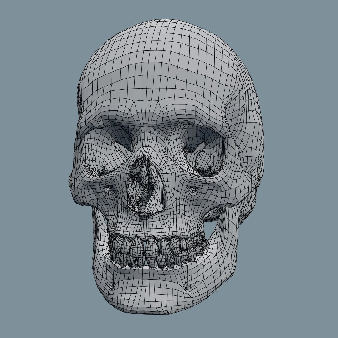 Photorealistic Human Skull 3D Model – High Poly & Medium Poly Formats for Animation - View 18