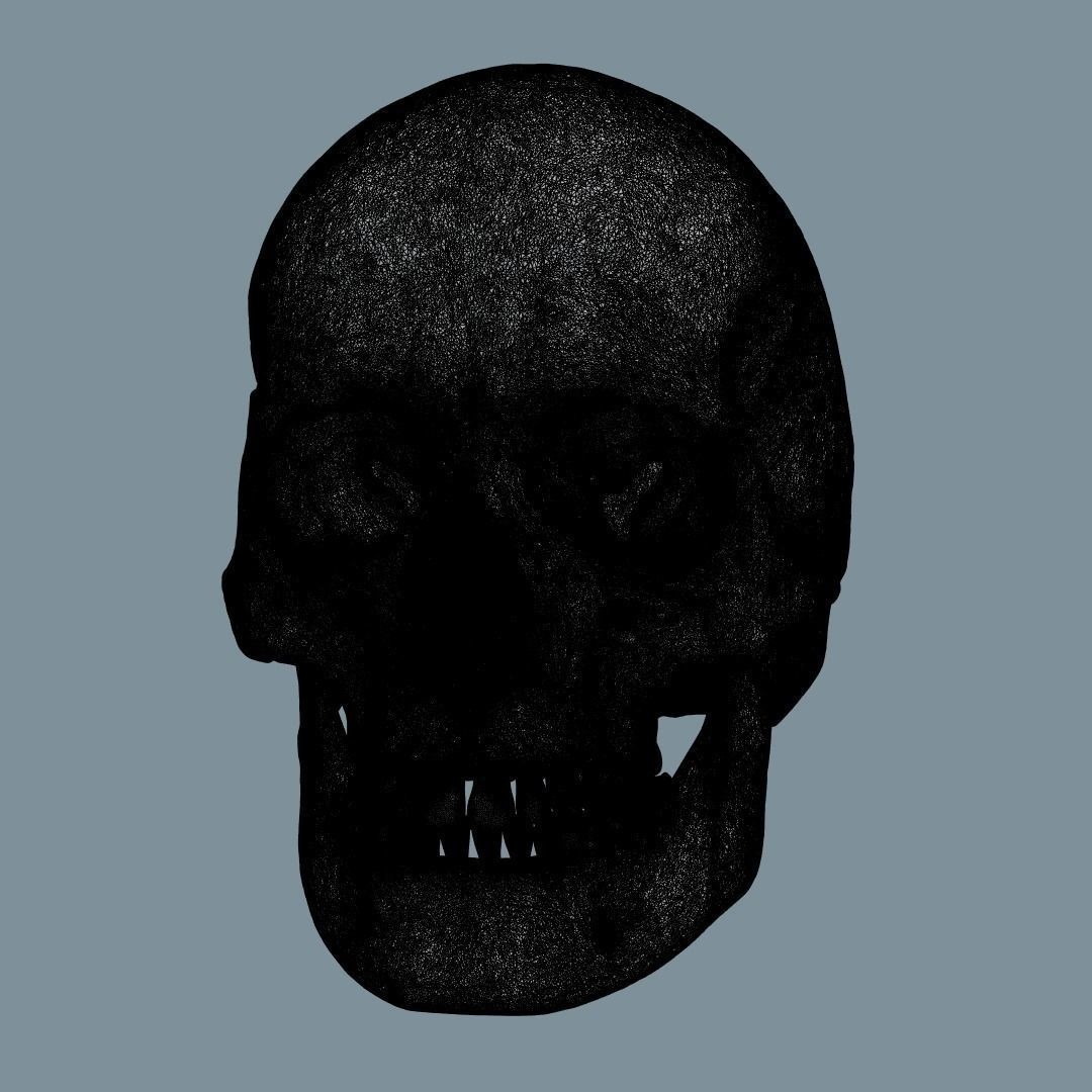 Photorealistic Human Skull 3D Model – High Poly & Medium Poly Formats for Animation - View 19