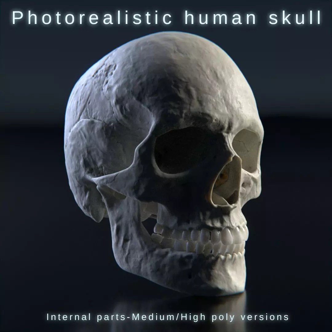 Photorealistic Human Skull 3D Model – High Poly & Medium Poly Formats for Animation - View 2