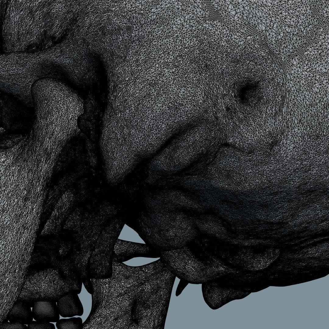 Photorealistic Human Skull 3D Model – High Poly & Medium Poly Formats for Animation - View 21