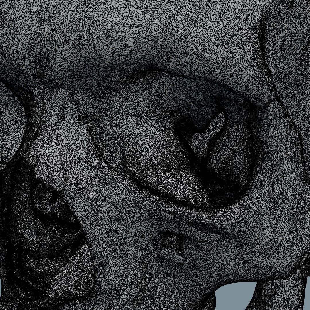 Photorealistic Human Skull 3D Model – High Poly & Medium Poly Formats for Animation - View 23