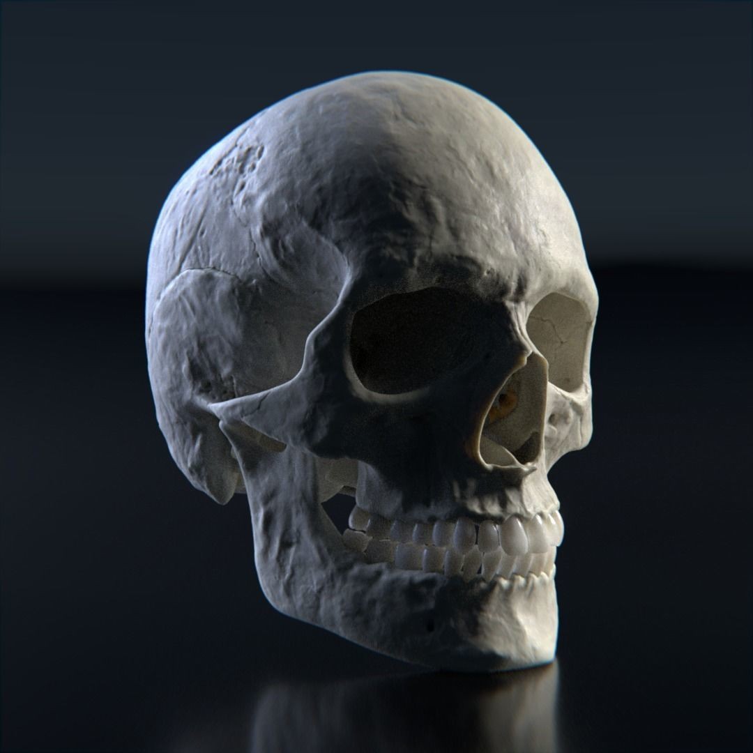 Photorealistic Human Skull 3D Model – High Poly & Medium Poly Formats for Animation - View 3