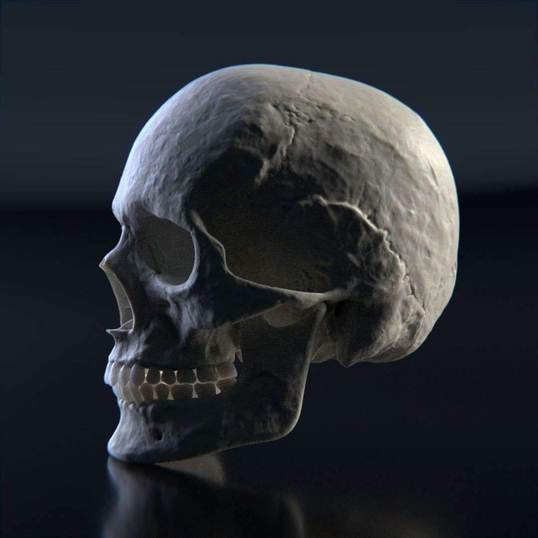 Photorealistic Human Skull 3D Model – High Poly & Medium Poly Formats for Animation - View 4