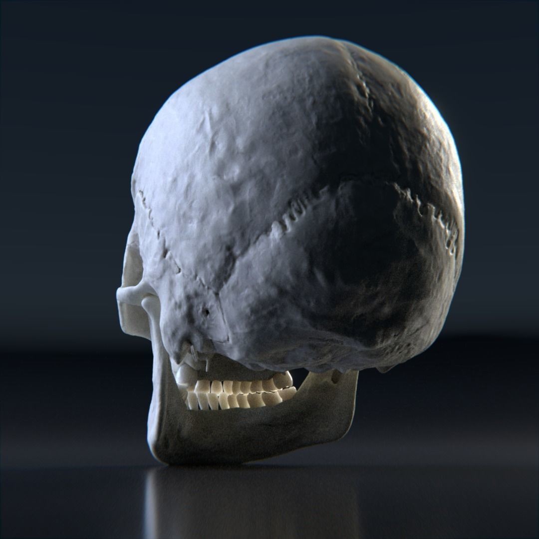 Photorealistic Human Skull 3D Model – High Poly & Medium Poly Formats for Animation - View 5