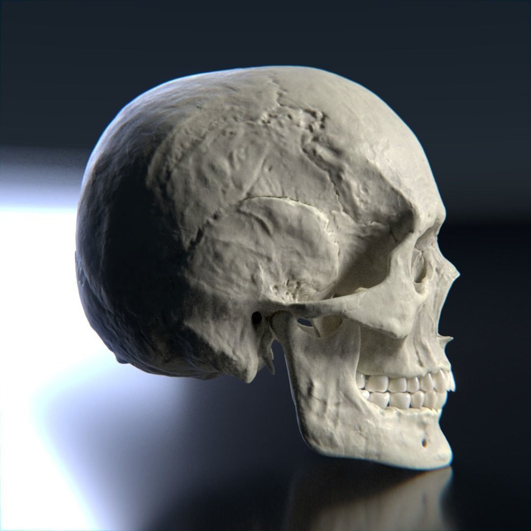 Photorealistic Human Skull 3D Model – High Poly & Medium Poly Formats for Animation - View 6