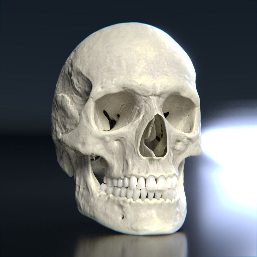 Photorealistic Human Skull 3D Model – High Poly & Medium Poly Formats for Animation - View 7