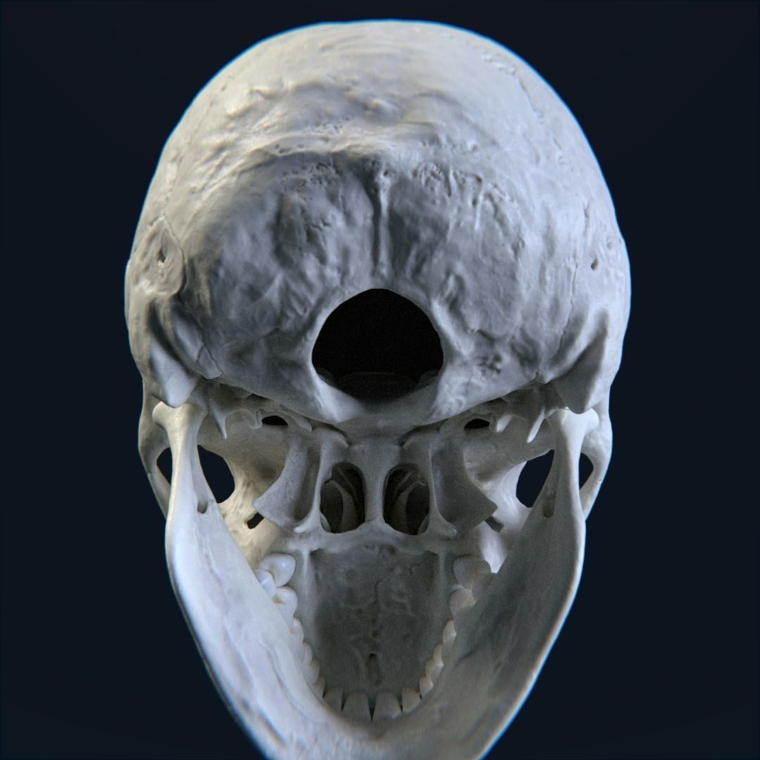 Photorealistic Human Skull 3D Model – High Poly & Medium Poly Formats for Animation - View 8