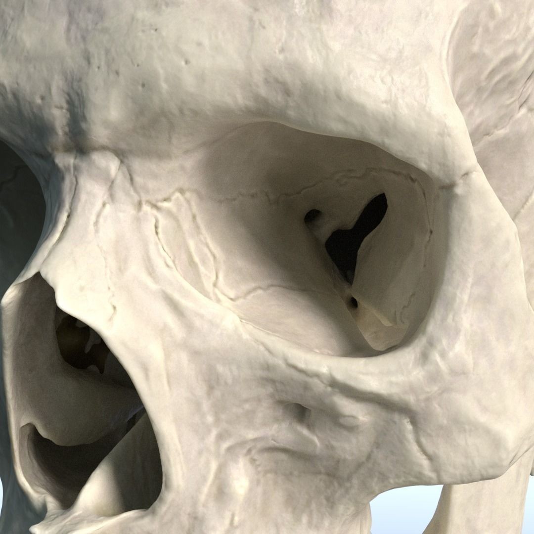 Photorealistic Human Skull 3D Model – High Poly & Medium Poly Formats for Animation - View 9
