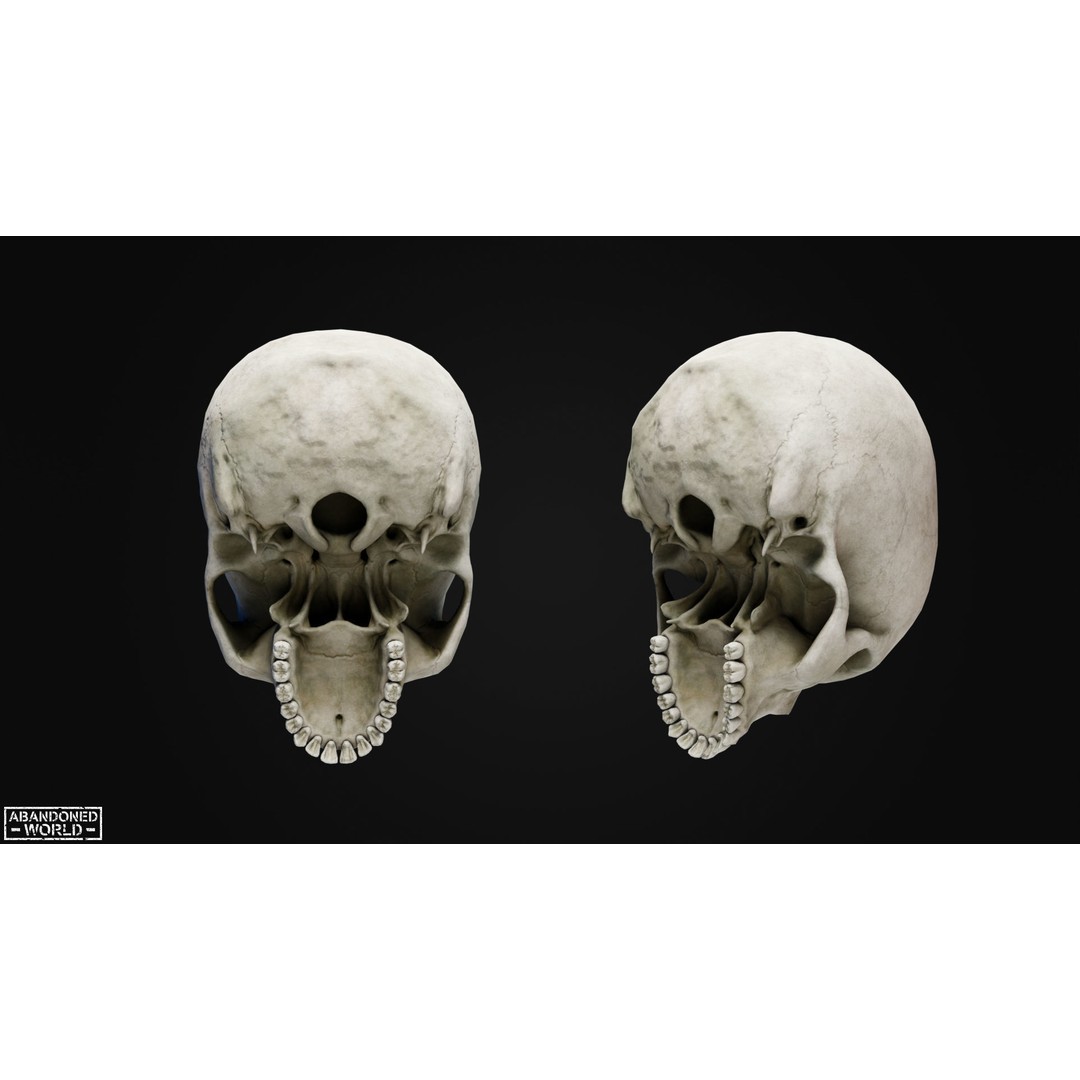 Human Skull 3D Model – Low Poly Game Ready Asset, FBX, PBR - View 10
