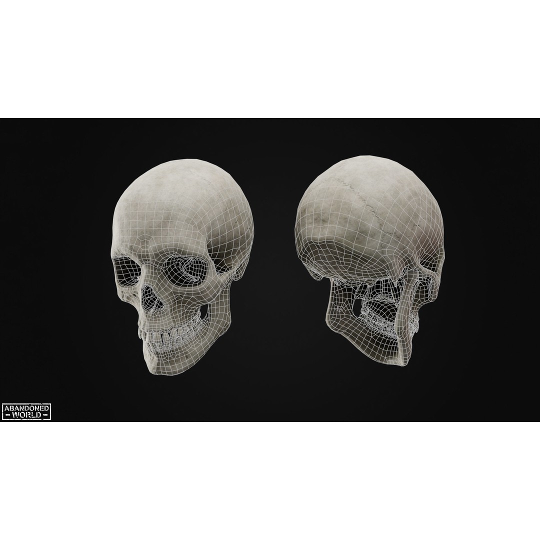 Human Skull 3D Model – Low Poly Game Ready Asset, FBX, PBR - View 11