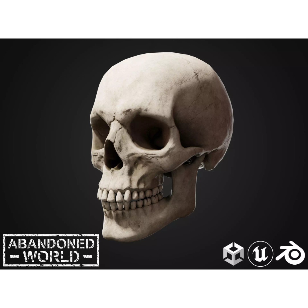 Human Skull 3D Model – Low Poly Game Ready Asset, FBX, PBR - View 2
