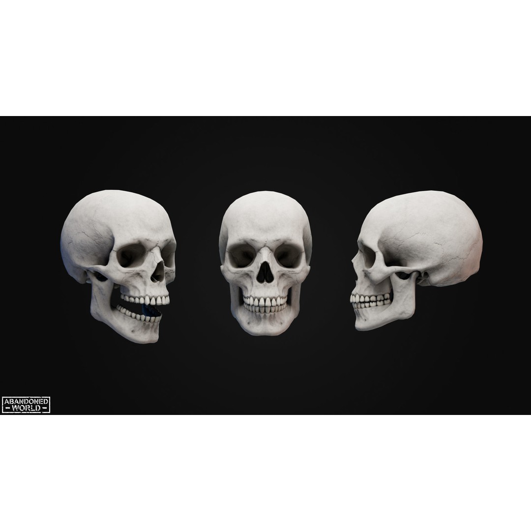 Human Skull 3D Model – Low Poly Game Ready Asset, FBX, PBR - View 3