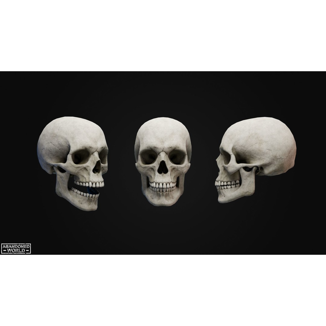 Human Skull 3D Model – Low Poly Game Ready Asset, FBX, PBR - View 4