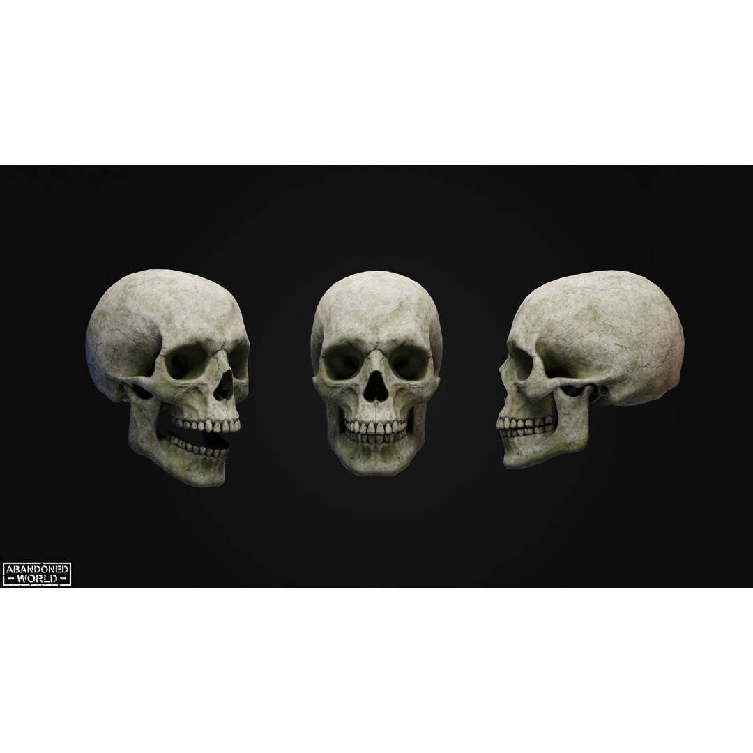 Human Skull 3D Model – Low Poly Game Ready Asset, FBX, PBR - View 5