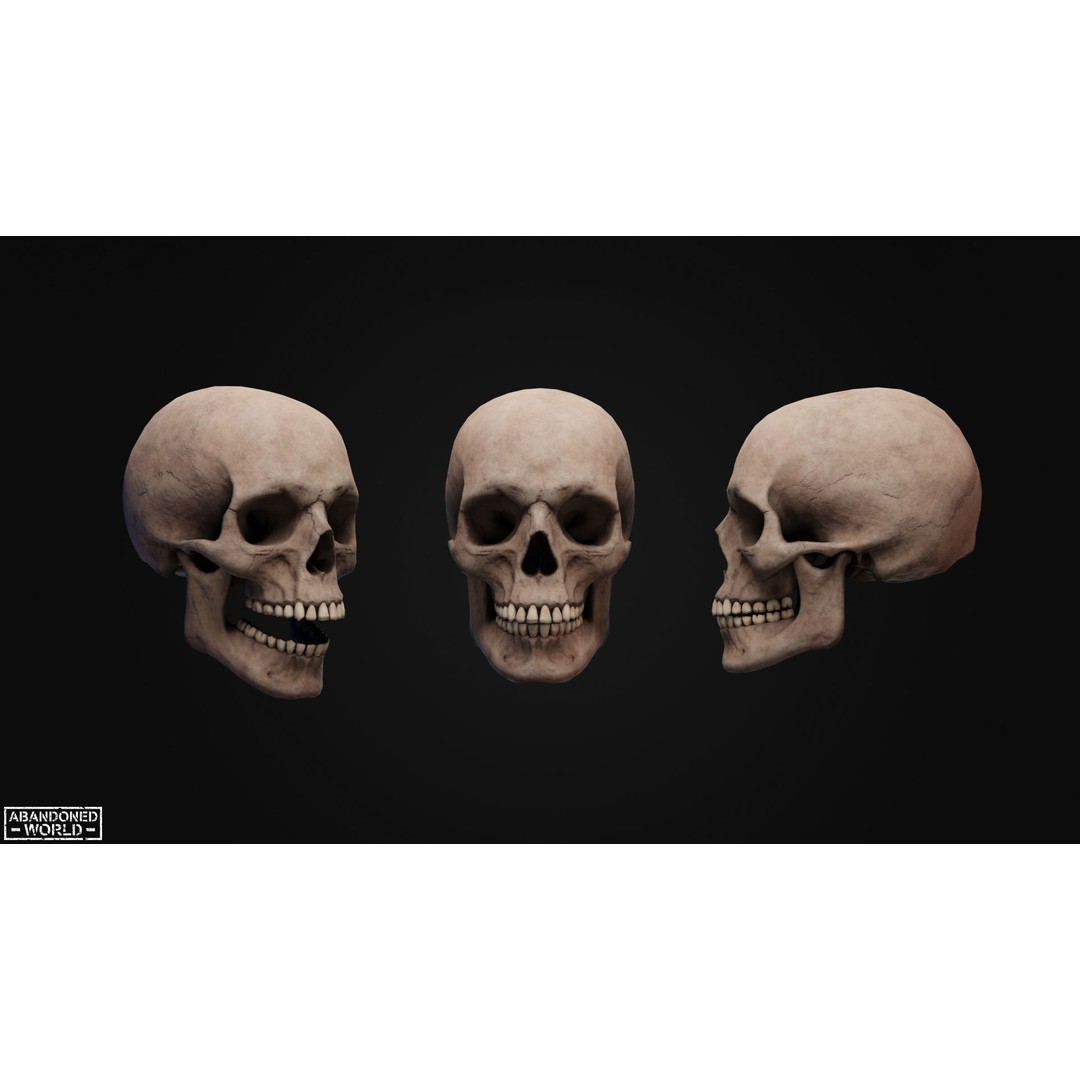 Human Skull 3D Model – Low Poly Game Ready Asset, FBX, PBR - View 6