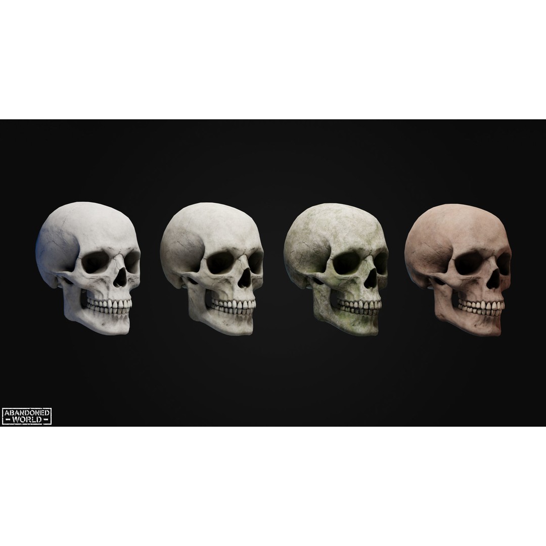 Human Skull 3D Model – Low Poly Game Ready Asset, FBX, PBR - View 7