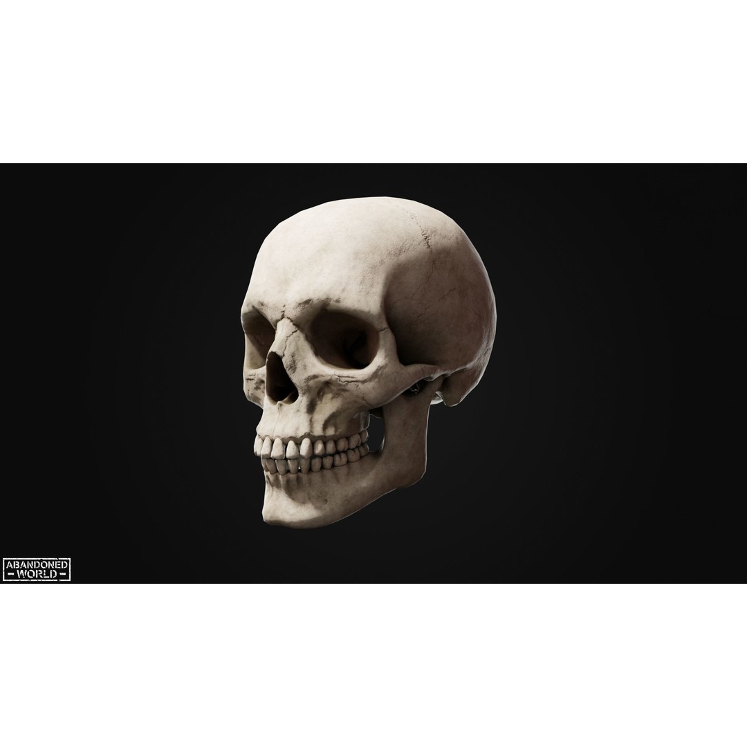 Human Skull 3D Model – Low Poly Game Ready Asset, FBX, PBR - View 8