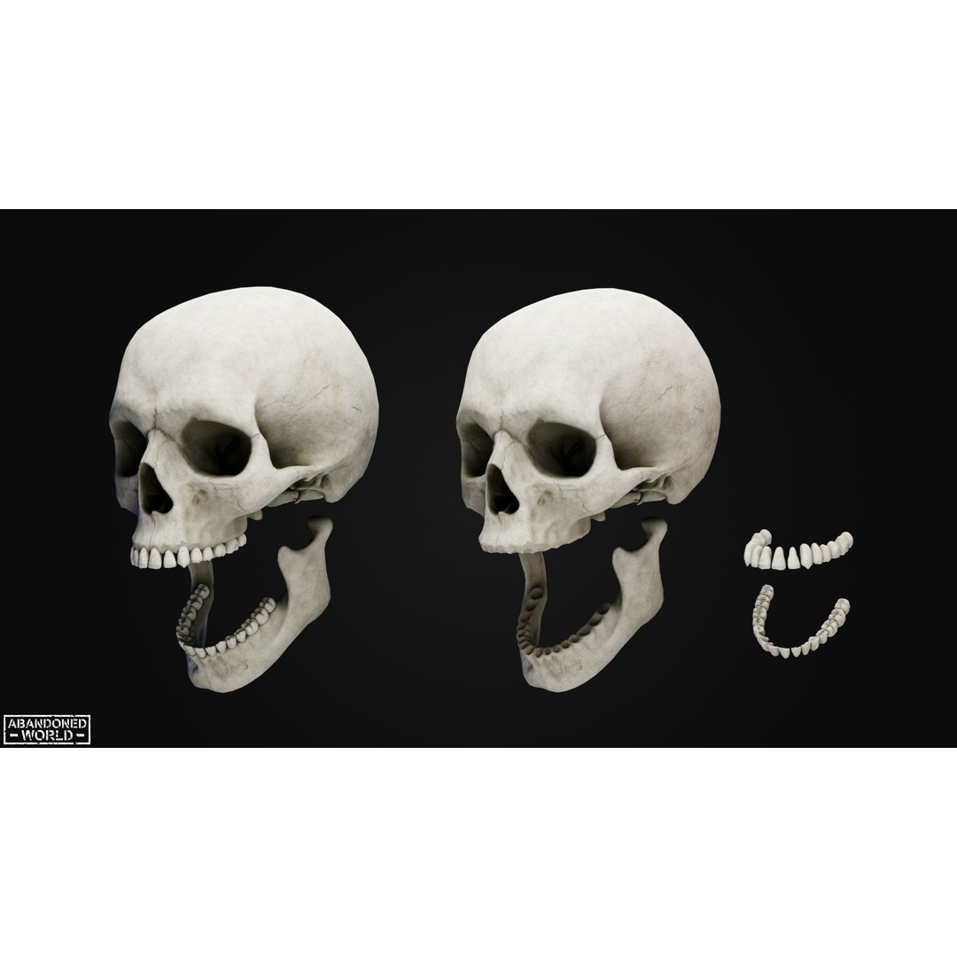 Human Skull 3D Model – Low Poly Game Ready Asset, FBX, PBR - View 9