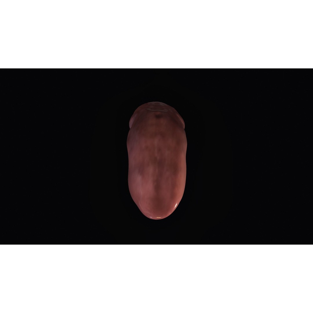 Teeth 3D Model – Low Poly Character Mouth with Animation - View 11